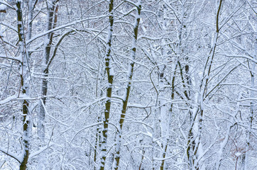 background of bare trees and branches covered with fresh snow