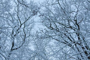 Fototapeta na wymiar bare tree branches covered with fresh snow against the sky background