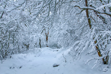 a way through the dense natural forest of the Harz mountains in central Germany after fresh snow in winter