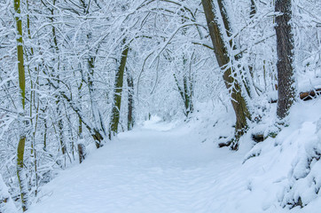 A beautiful alley in the wintery forest after fresh snow in the Harz region of central Germany