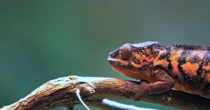 Amazing exotic animal Chameleon Panther moves on branch. Nature 4K video of wild tropical lizard in natural environment
