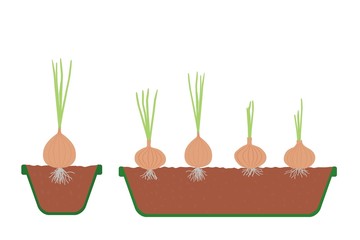 Onion in the tray and pot open view vector illustration eps