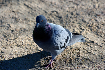 Pigeon closeup in the park juan Carlos I, Madrid