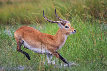 running antelope Waterbuck (Kobus ellipsiprymnus) in the african savannah namibia kruger park...
