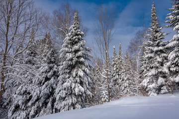winter snow-covered evergreen trees Landscape