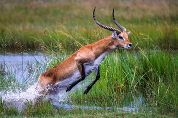 running antelope Waterbuck (Kobus ellipsiprymnus) in the african savannah namibia kruger park botswana masai mara