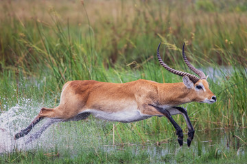 running antelope Waterbuck (Kobus ellipsiprymnus) in the african savannah namibia kruger park botswana masai mara