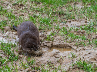 Young Eurasian Otter (Lutra lutra) Playing in the Mud