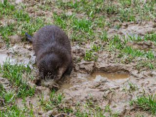 Young Eurasian Otter (Lutra lutra) Playing in the Mud