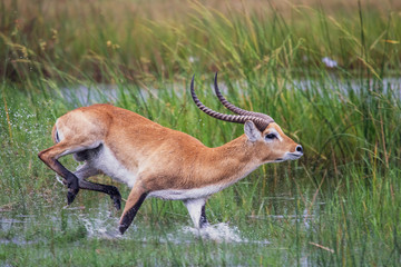 running antelope Waterbuck (Kobus ellipsiprymnus) in the african savannah namibia kruger park botswana masai mara