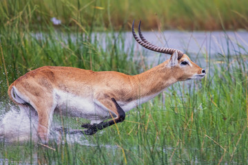 running antelope Waterbuck (Kobus ellipsiprymnus) in the african savannah namibia kruger park botswana masai mara
