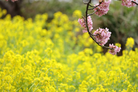 河津桜と菜の花の風景
