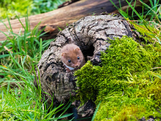 Weasel or Least weasel (mustela nivalis