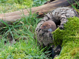 Weasel or Least weasel (mustela nivalis