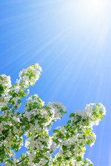 Flowering branches of Apple trees illuminated by the sun against the blue sky.