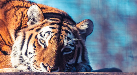 Tiger, Portrait
