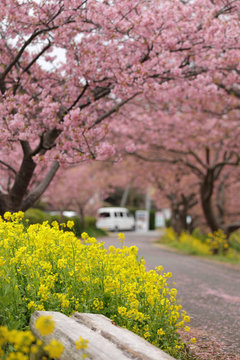 河津桜と菜の花の風景