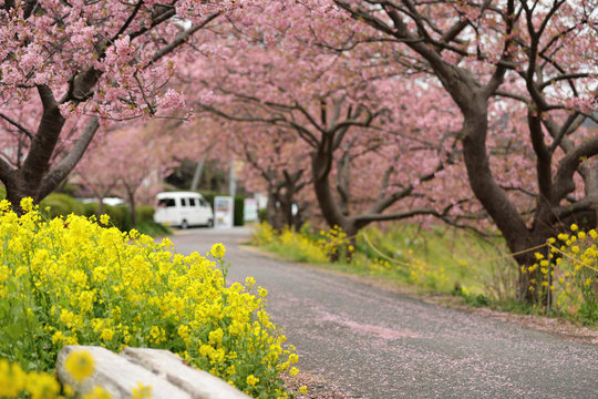 河津桜と菜の花の風景