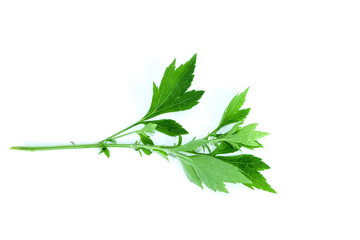 White Mugwort Close up