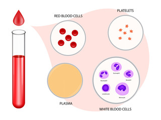 Composition of blood diagram vector