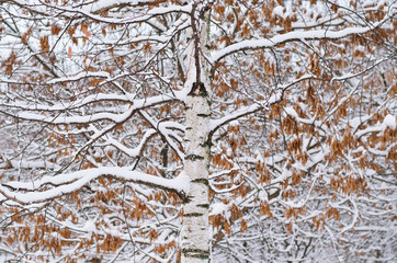 Art photography. Rhythmic tree branches in winter. Natural ornament. Beautiful winter