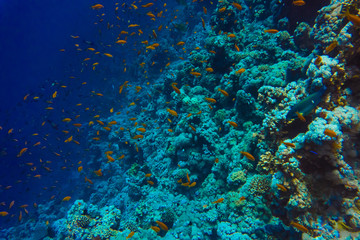 Fototapeta na wymiar Thriving, colorful tropical coral reef, surrounded by tropical fish.
