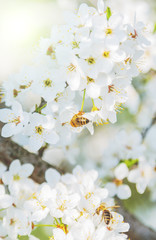 Fototapeta na wymiar Sakura Flower Spring season abstract nature background