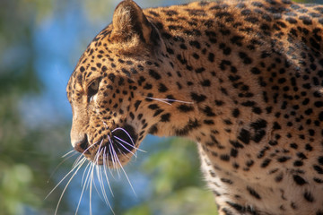 grandes felinos, Leopardo