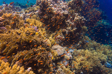 Naklejka na ściany i meble Thriving, colorful tropical coral reef, surrounded by tropical fish.