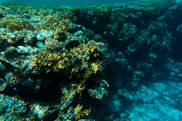 Fototapeta na wymiar Red Sea coral reef with a lot of fish in Red Sea