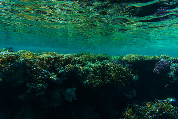 Red Sea coral reef with a lot of fish in Red Sea
