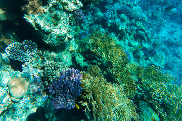 Naklejka na ściany i meble Beautiful underwater coral reef with tropical fish in red sea