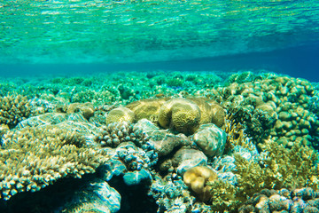 Naklejka na ściany i meble Beautiful underwater coral reef with tropical fish in red sea