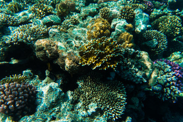 Fototapeta na wymiar Underwater world. Coral fishes of Red sea. Egypt