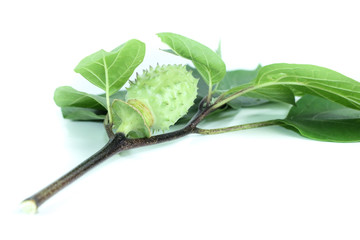Datura metel Close up
