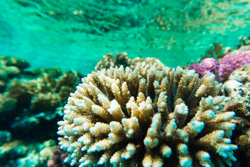 Underwater shooting. Coral reef and its inhabitants in Red Sea