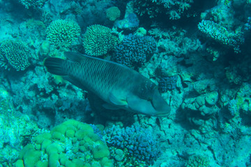 Napoleon Fish swimming at the Great Barrier Reef in sea