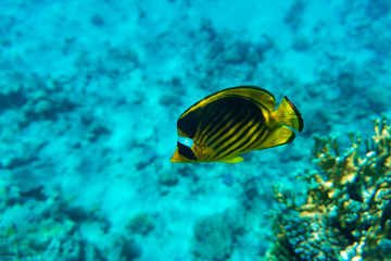 Fototapeta na wymiar Wonderful and beautiful underwater world with corals and tropical fish in sea