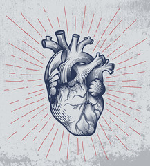 Human heart in engraving technique with star rays on grunge background. Anatomically correct hand drawn line art. Tattoo, tee shirt print design. Vector illustration.