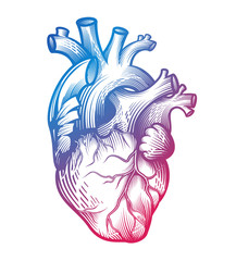 Human heart in engraving technique with blurple gradient color. Anatomically correct hand drawn line art isolated on white. Tattoo, tee shirt print design. Vector illustration.