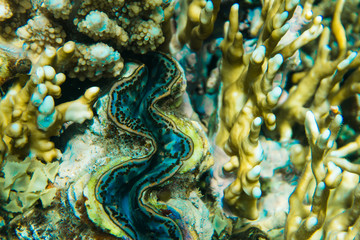 Beautiful coral reef and tropical fish underwater sea, marine life