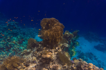 Colorful underwater reef scene with lots of small colorful fish and corals in sea
