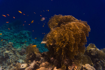 Fototapeta na wymiar Tropical fishes on a beautiful coral reef garden in Red Sea