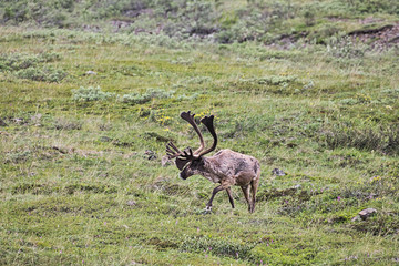 Caribu in Denali