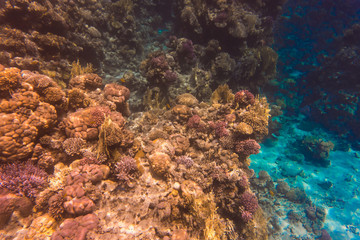 Tropical fishes on a beautiful coral reef garden in Red Sea