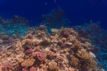 Plakat Tropical fishes on a beautiful coral reef garden in Red Sea
