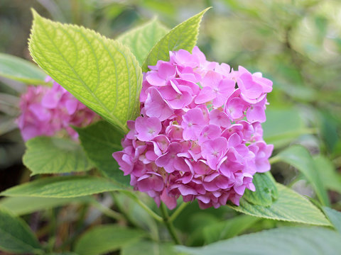 Fototapeta pink hydrangea in the garden