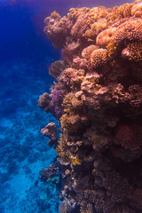Tropical fishes on a beautiful coral reef garden in Red Sea
