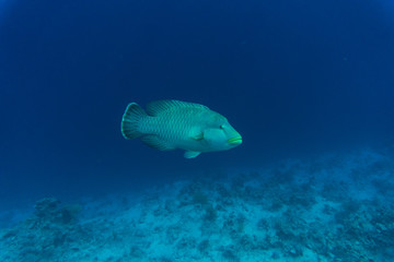 The humphead wrasse Cheilinus undulatus Napoleon fish, Napoleonfish in red sea underwater