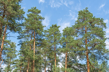 Evening in pine forest